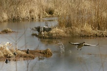 Bei uns im Moor