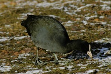 Bläshuhn