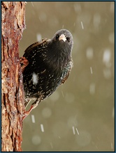 Star (Sturnus vulgaris)