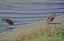 Kampfläufer (Philomachus pugnax) ND