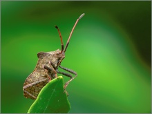 Saumwanze (Coreus marginatus) (ND)