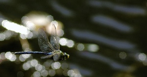 große Königslibelle