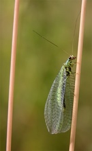 Florfliege (Chrysopa spec.) ND