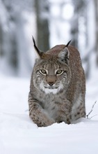 Luchs im Tiefschnee, ZO