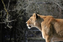 Löwe im Augsburger Zoo