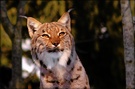 Luchs in der Abendsonne