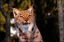 Luchs in der Abendsonne