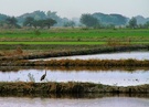 Landschaft mit Purpurreiher