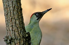 Grünspecht weiblich (Picus viridis) (ND)