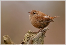 Zaunkönig (Troglodytes troglodytes)