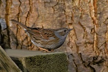 Heckenbraunelle (Prunella modularis) (ND)