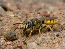 Bienenwolf (Philanthus triangulum) ND