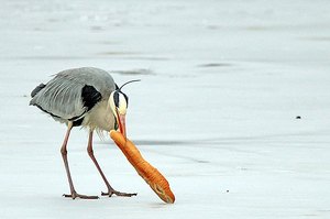 der reiher und das baguette...