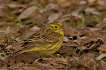 Goldammer (Emberiza citrinella) (ND)