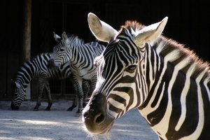 Zebra im Wuppertaler Zoo
