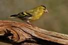 Erlenzeisig (Carduelis spinus)