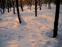 Sonnenstrahlen im Schnee