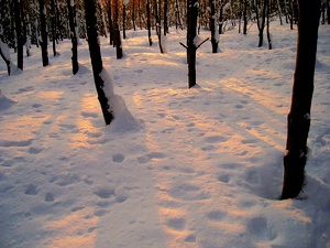 Sonnenstrahlen im Schnee