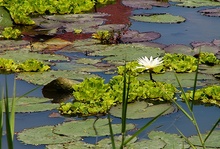 Seerosenteich
