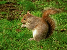 Eichhörnchen im Londoner Park ND