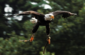 ...weißkopf seeadler im anflug...