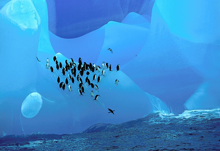 Kehlstreifpinguine auf blauem Eisberg ND