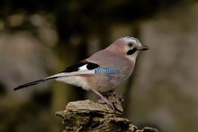 Eichelhäher (Garrulus glandarius) (ND)