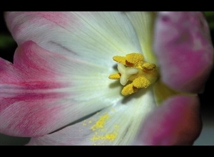 Stempel einer Tulpe