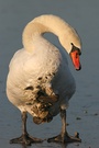 Höckerschwan