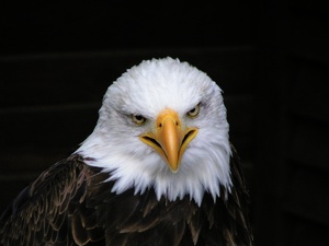 Weißkopfseeadler in Helllenthal