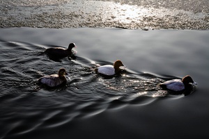 Enten in Formation (ND, EBV)