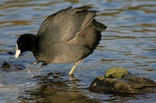 ND Bläßhuhn