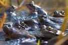 ND Froschparty