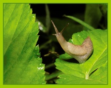 Kleine Schnecke groß ND