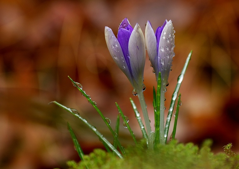 Nach dem Regen