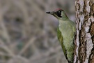 Grünspecht (Picus viridis) (ND)