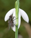 Frühlingsfliege