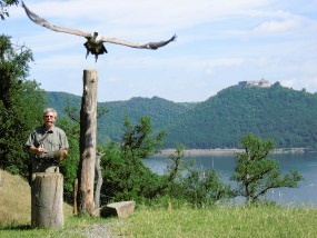 Geier mit Schloss waldeck am Edersee