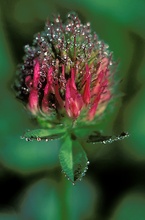 Rotklee (Trifolium pratense)