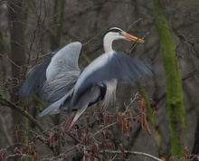 Reiher am Morgen....