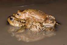 Erdkröte / Bufo bufo