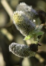 Weidenblüte mit ganz frischen Blattspross