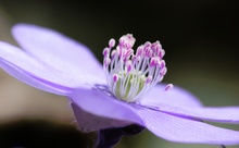 Noch ein Leberblümchen