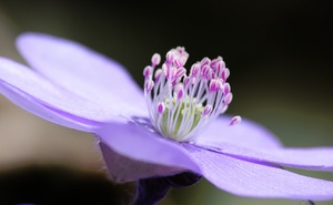 Noch ein Leberblümchen