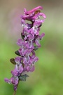 Hohler Lerchensporn ND