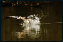 Haubentaucher (Podiceps cristatus)