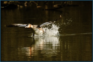 Haubentaucher (Podiceps cristatus)