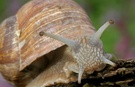 Weinbergschnecke