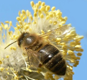Bienenmahlzeit
