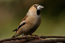 Kernbeisser (Coccothraustes coccothraustes)